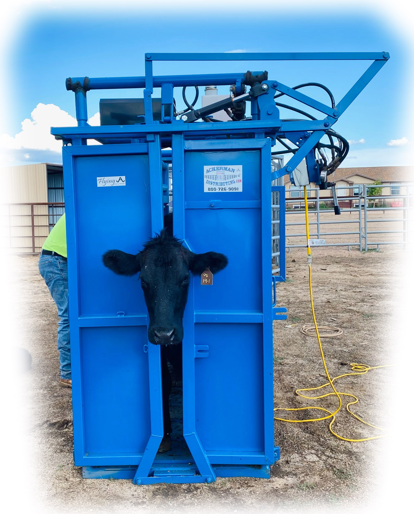 The Flying A Hydraulic Chute Cow in the Headgate